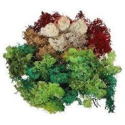LICHEN 5 COULEURS