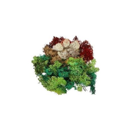 LICHEN 5 COULEURS