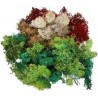 LICHEN 5 COULEURS