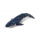 FUN2DIVE BALEINE