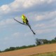 BLADE 330S RTF BASIC